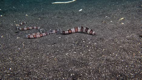 napoleon snake eel out hunting, can be seen digging a hole