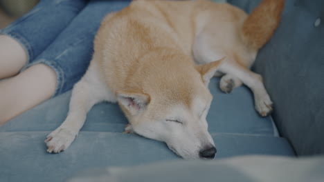 dog sleeping comfortably on a couch