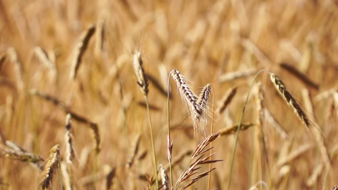 Wheat moving with the wind on a field