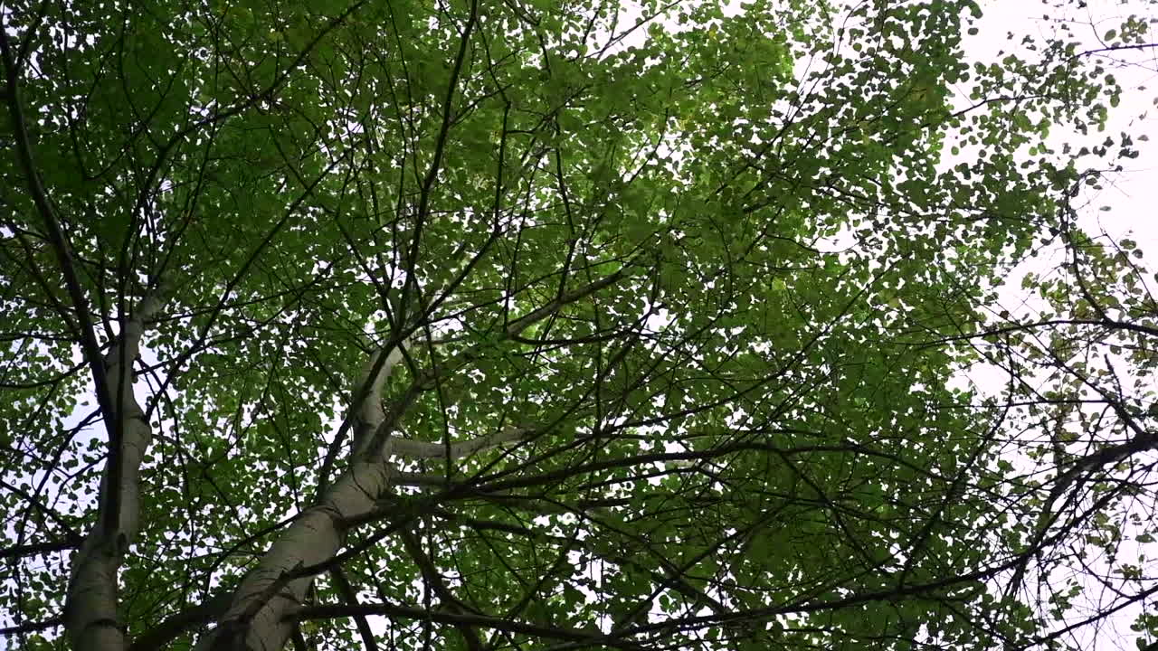 Looking Up at a Lush Green Tree Canopy