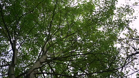 looking up at a lush green tree canopy
