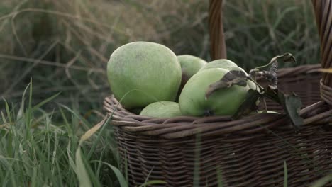 basket of ripe green apples zoom in medium shot