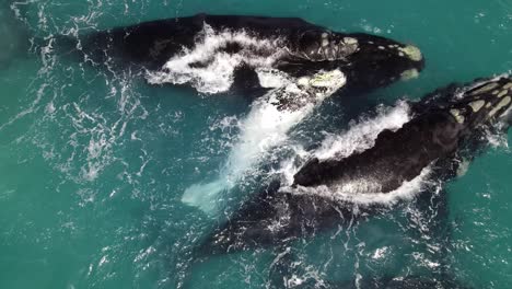 Ballenas-Francas-Australes-Con-Cría-Blanca