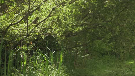 Fluffy-catkins-seeds-from-willow-tree-floating-by-lush-vegetation