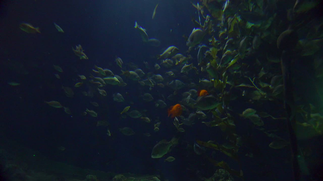 hermosas escenas submarinas alrededor de un arrecife de coral 3