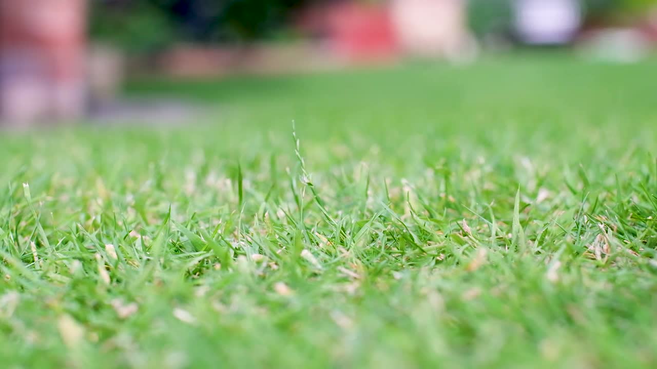 풀밭에서 개구리의 슬로우 모션 점프