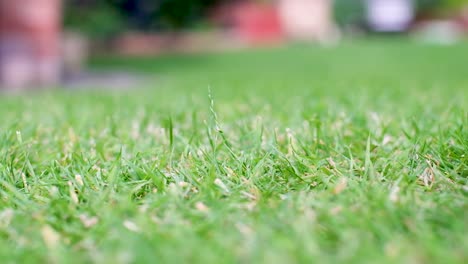 ein zeitlupensprung eines frosches im gras