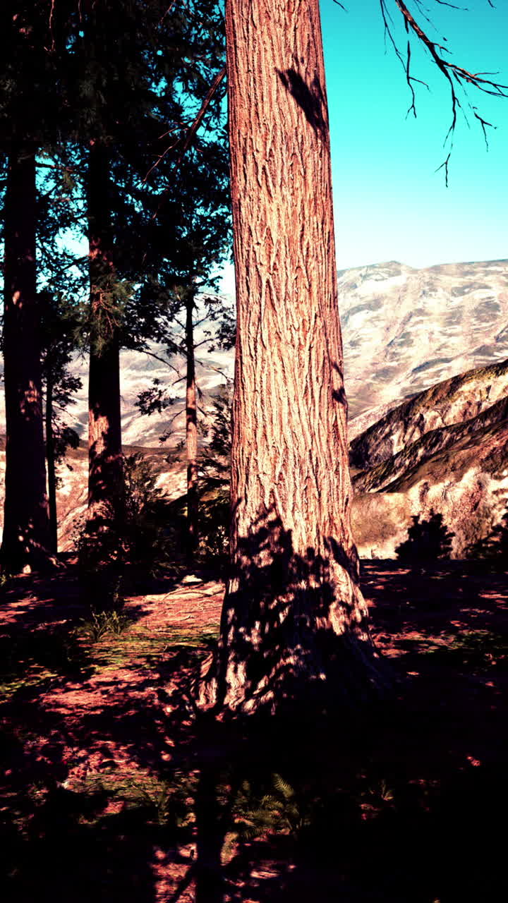 Un primo piano di un tronco d'albero in una foresta con montagne sullo sfondo