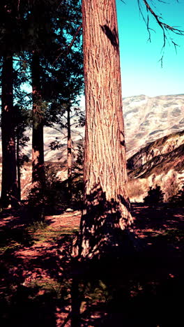 a close up of a tree trunk in a forest with mountains in the background