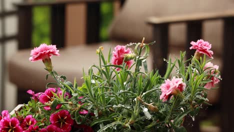 Primer-Plano-De-Geranios-Rosas-En-Una-Terraza-De-Madera-Con-Una-Silla-Borrosa-En-El-Fondo