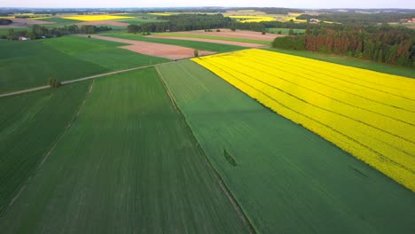 Ripening,-healthy-rapeseed,-Aerial-View