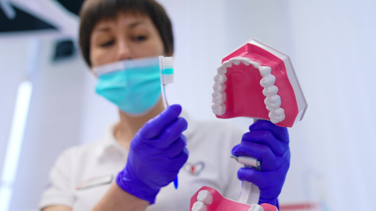 Jaw model in dentist's hands. Professional doctor showing how to clean teeth with a brush correctly on a plastic teeth. Close-up.