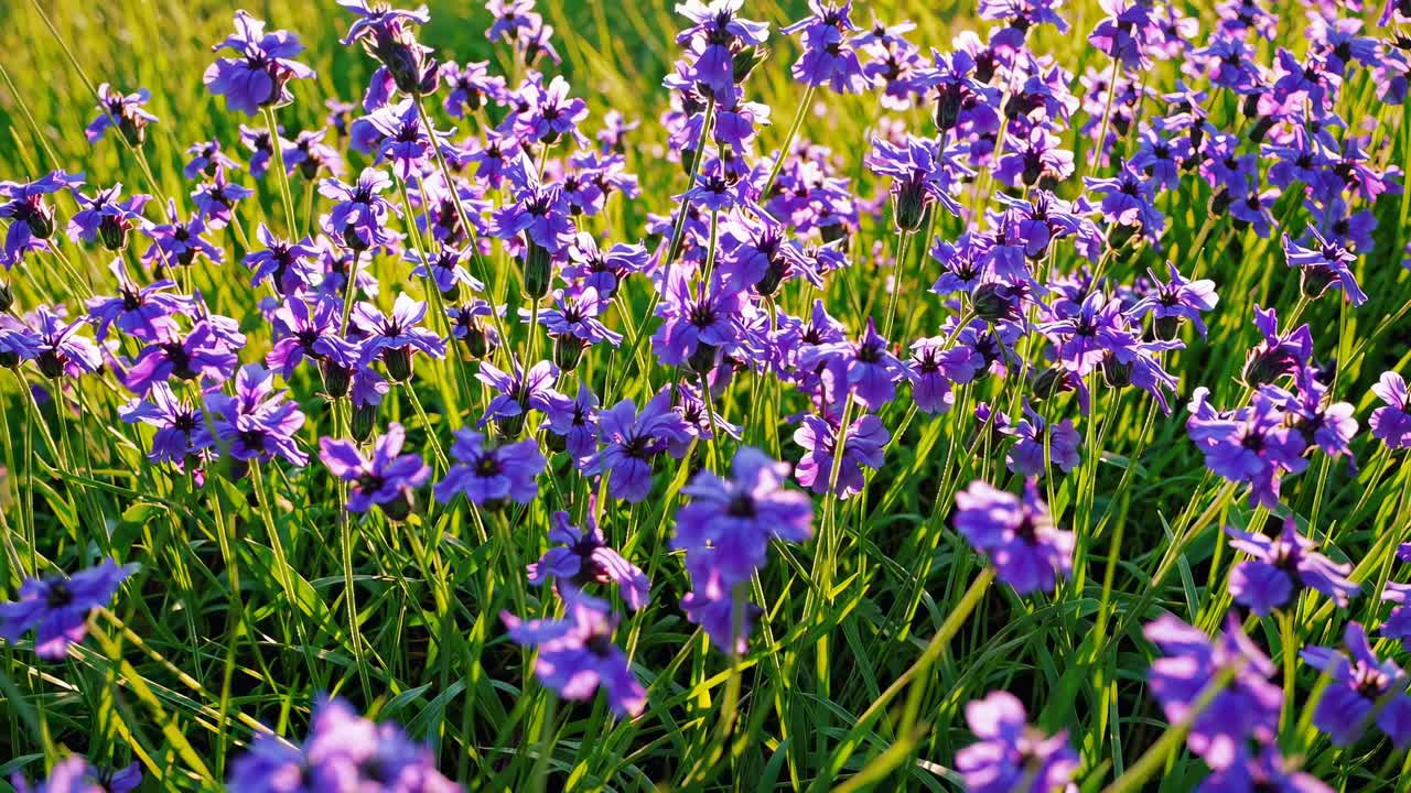 Video ravvicinato di vivaci fiori viola in un campo, ripresi da una angolazione bassa