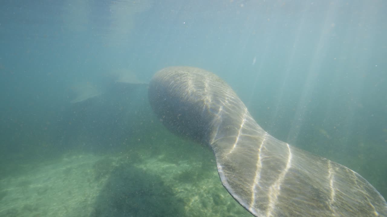 Three manatees swimming follow shot tail fins