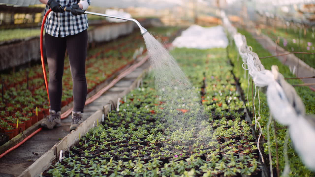 꽃 묘목에 물을 주는 여성 정원사