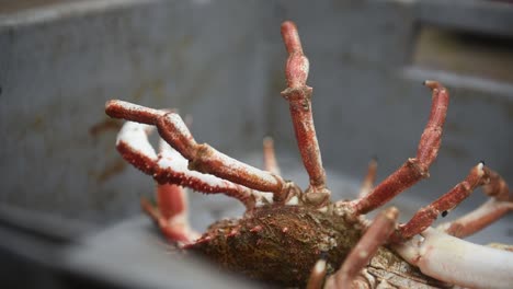 Lebende-Seespinne,-Gerade-In-Der-Normandie-Gefangen