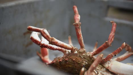 살아있는 거미 크래브가 노르망디에서 잡혔습니다.