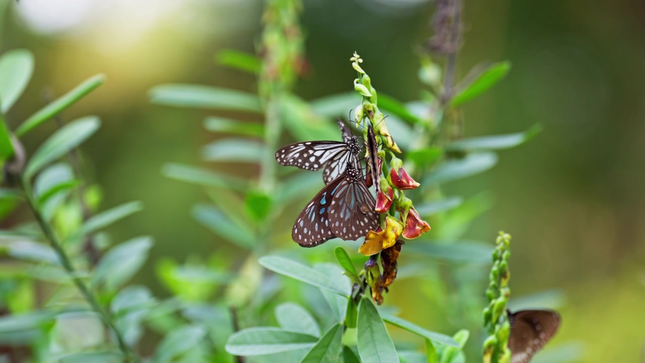 Farfalle tigre blu con ali maculate di nero e blu si nutrono di vivaci fiori di sonaglio tra foglie verdi lussureggianti in un giardino tropicale in Sri Lanka, una scena ravvicinata della biodiversità insulare.