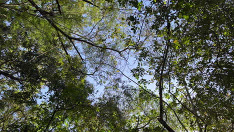 portrait video looking up at forest canopy