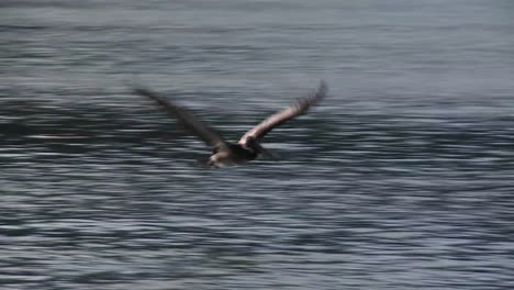 a pelican flies in slow motion over the ocean