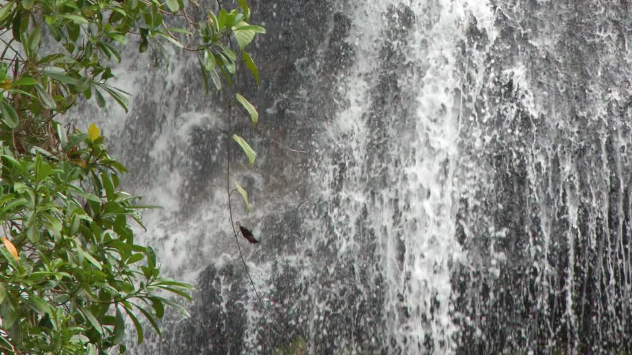 A detailed view of water flowing over dark stone walls framed by lush tropical leaves