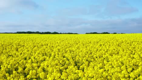 aerial flying over blooming yellow rapeseed field with blue cloudless sky