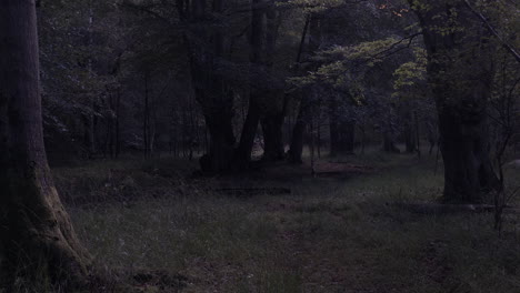 eerie calm woodland forest. pan right, establishing shot