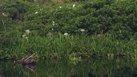 Shot-of-a-colony-of-birds-in-the-mangrove-La-Ventanilla,-Oaxaca