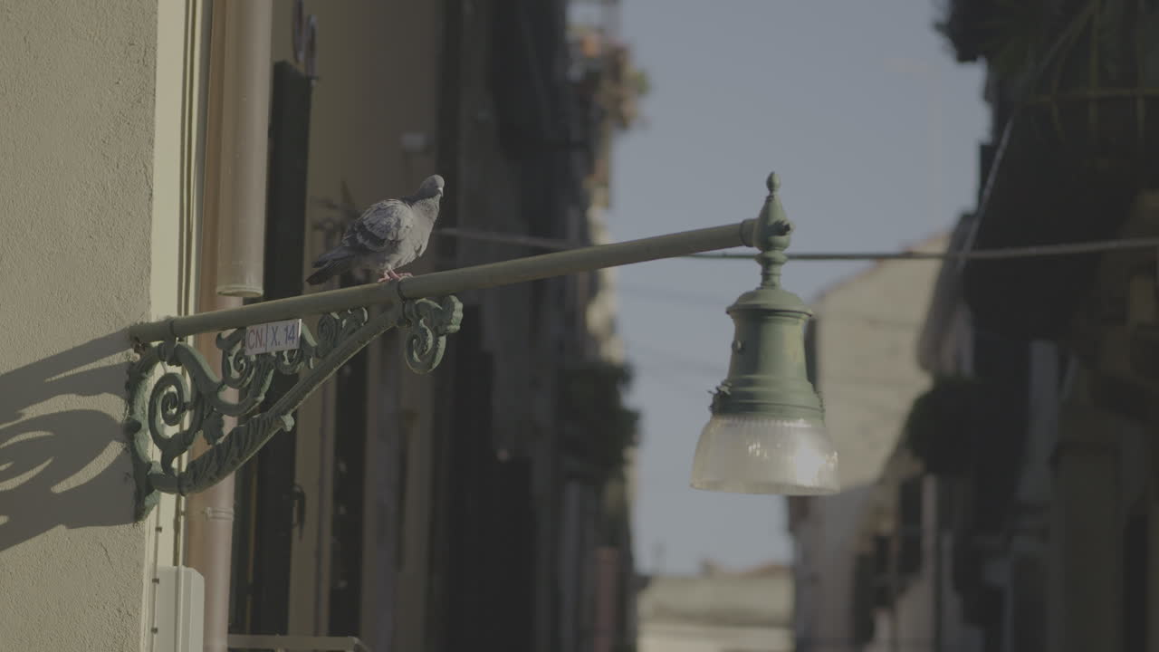 Pigeon perched on a vintage streetlamp in Venice, Italy