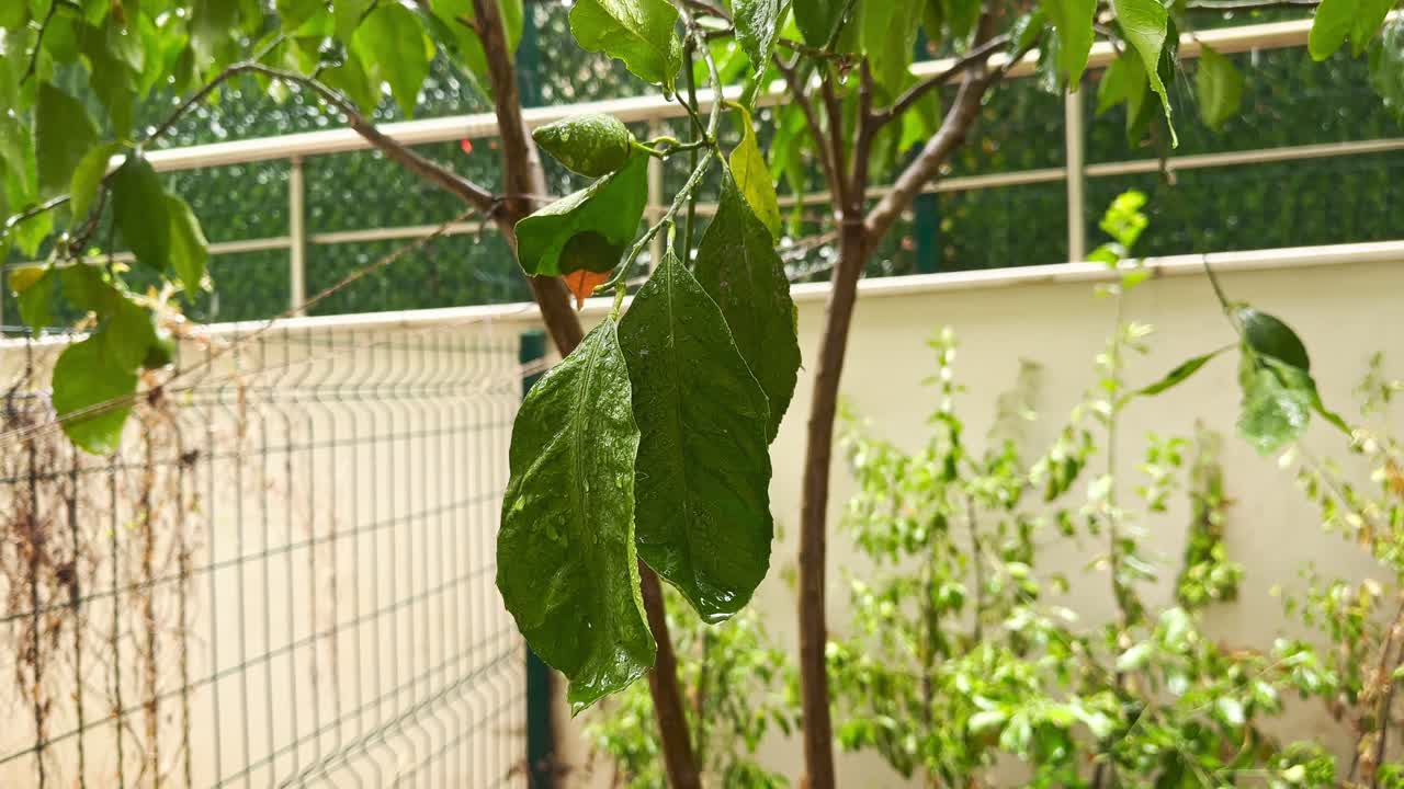 폭우가 나무 잎에 떨어지면서