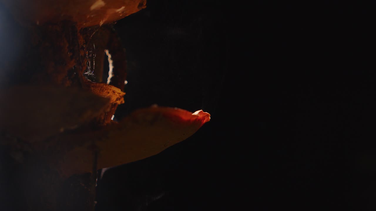 Spore veil rises from bracket fungus, swirling in the damp, moonlit rainforest air.