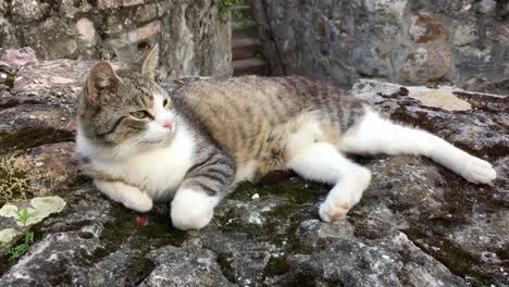 sleepy cat on castle wall