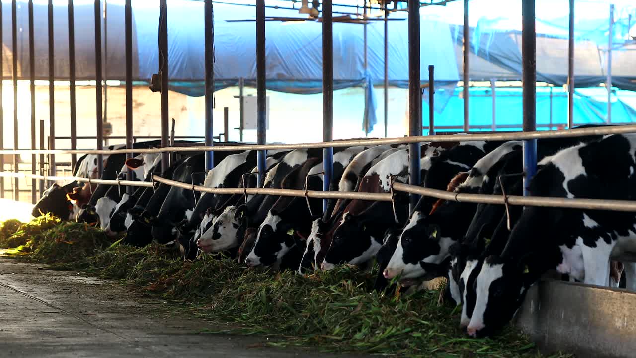 Images of cows eating hay in the barn
