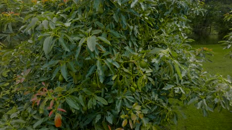 drone approaching an avocado trees with many fruits in organic and sustainable farms