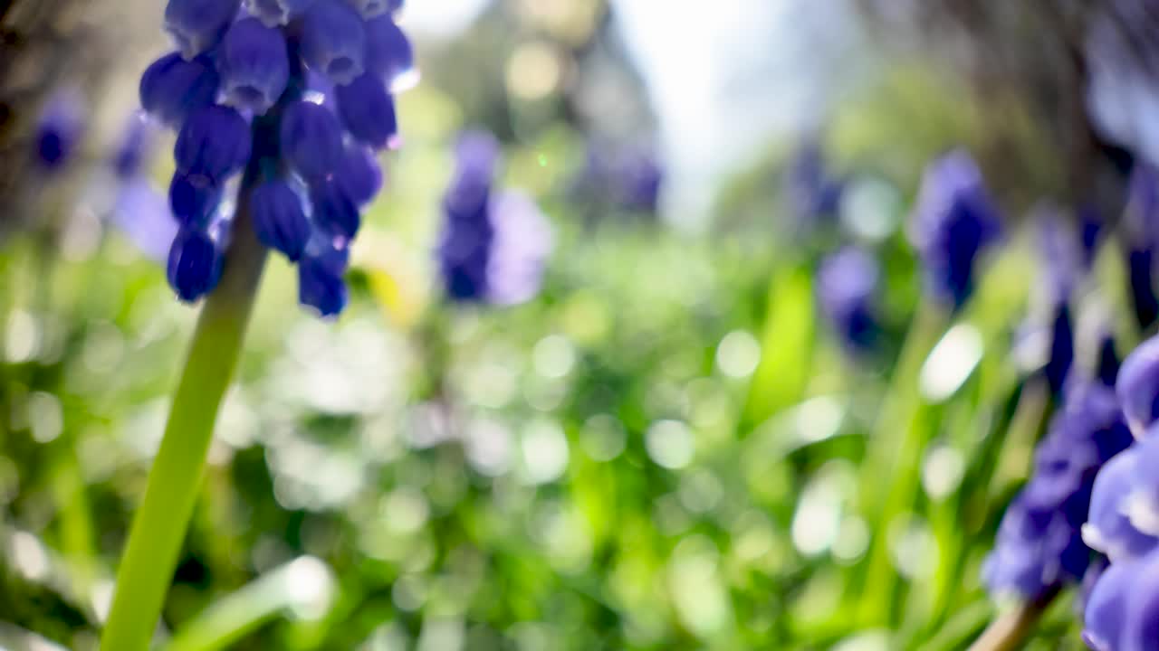 Primo piano di fiori di muscari viola in un giardino primaverile illuminato dal sole con uno sfondo bokeh sognante