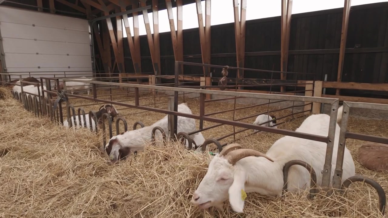 Ampia veduta di capre bianche e marroni che si nutrono di fieno all'interno di una moderna stalla per bestiame.