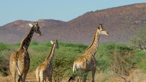 A-Small-Herd-Of-Giraffes-Walk-Through-The-African-Savannah-And-Feed