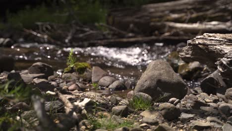 4k rack focus small quiet brook with stones and vegetation in forest