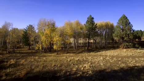 aerial drone flies toward a stand of aspen trees that ring the edge of an open pasture