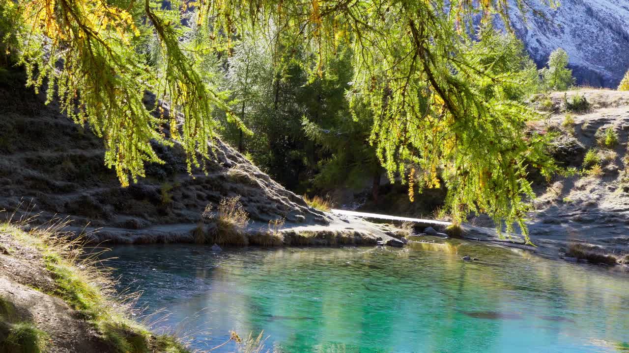 Tree with yellow leafs next to the lac bleu in Switzerland (Wallis) during an autumn Saturday.