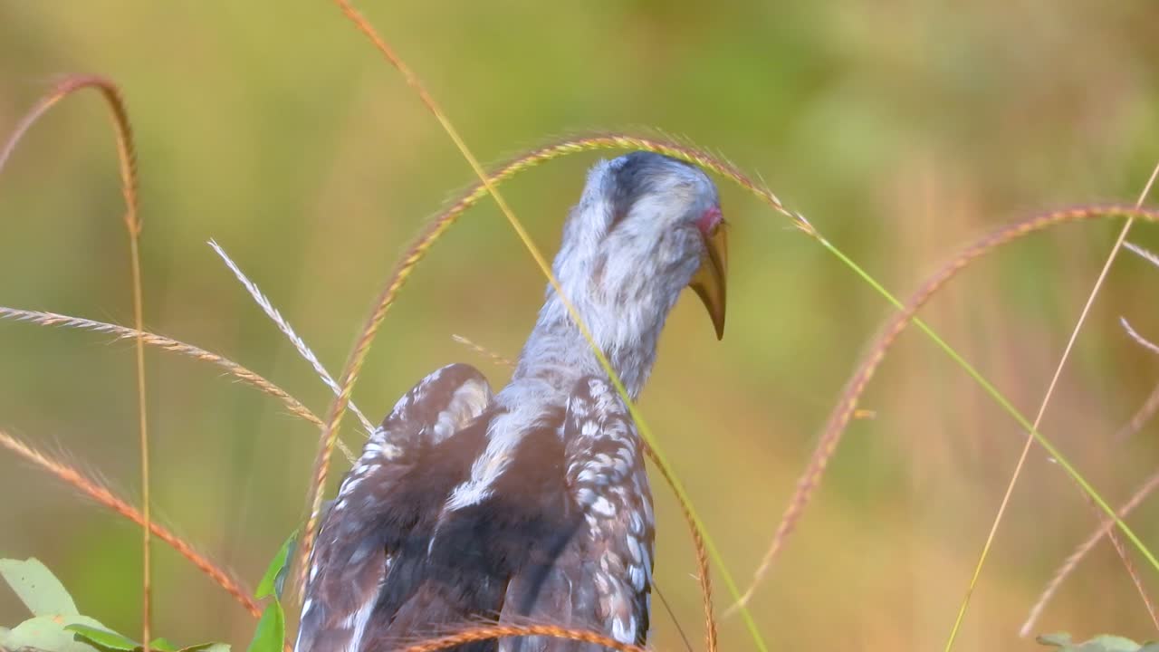 la parte trasera de un cuerno de pico amarillo del sur. primer plano mientras el pájaro vuela lejos.