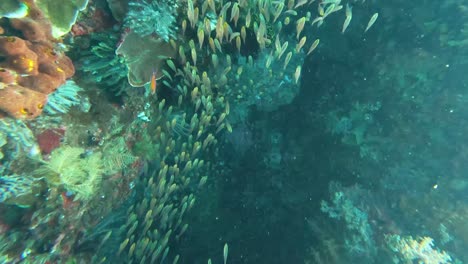 Nahaufnahme-Der-Unterwasseransicht-Von-Schwärmen-Kleiner-Fischbrutschwimmen-über-Dem-Wunderschönen,-Gesunden-Korallenriff-Ökosystem-Des-Korallendreiecks-In-Timor-Leste,-Südostasien