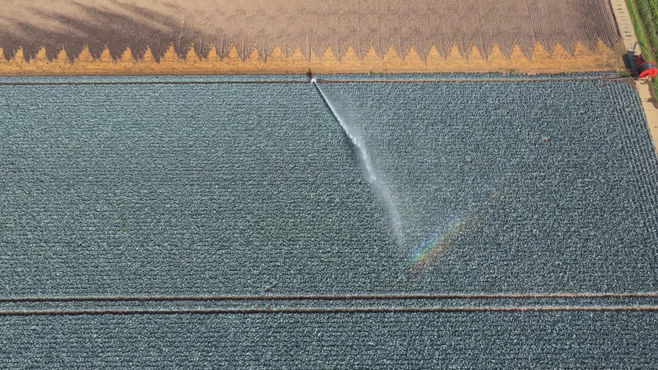 Vista aerea di un grande sistema di irrigazione agricolo che irriga un vasto campo di cavoli rossi, creando un arcobaleno nella nebbia d'acqua