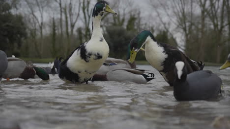 ducks in a pond eating food in slow motion