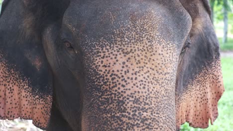 thai elephant close up of head and ears