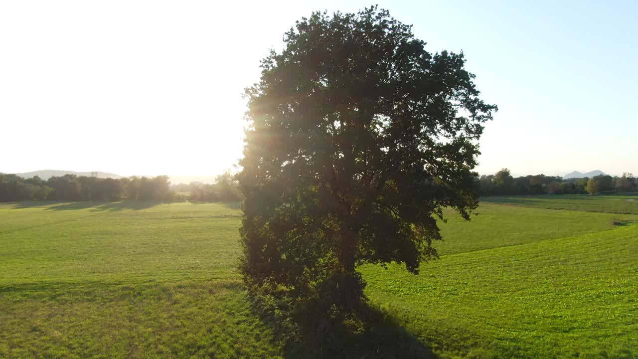 Immagine pittoresca di un albero isolato che si erge al centro di una prateria verde con il sole che splende sullo sfondo. Ripresa aerea rotante