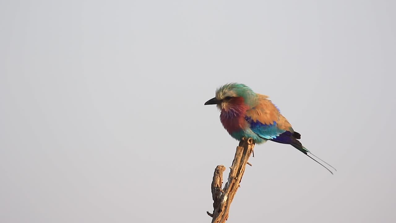 un pájaro rodante de pecho lila de hermosos colores posa en la percha de la brisa