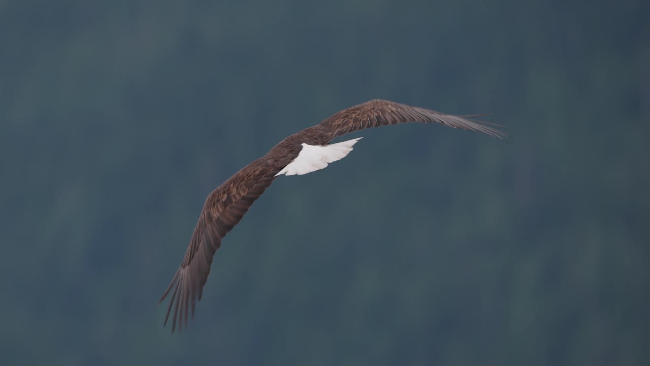 An eagle flying in slow motion looking for food over the ocean in Canada