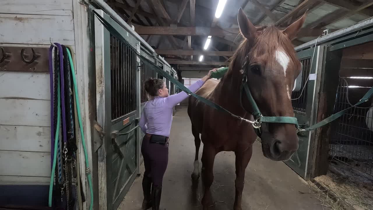 A woman brushes a brown horse in stable before taking him for a ride. Shot in Slow motion