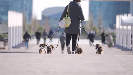 Vista-Trasera-De-Una-Mujer-Paseando-Cuatro-Perros-Salchicha-De-Pelo-Largo-Con-Correas-En-El-Parque-En-Un-Día-Soleado